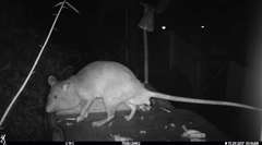 Cricetomys gambianus