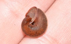 Austrochloritis brevipila