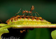Arhopala centaurus pirama