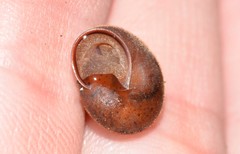 Austrochloritis brevipila