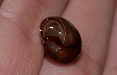 Austrochloritis brevipila