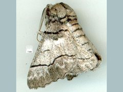 Hypobapta diffundens