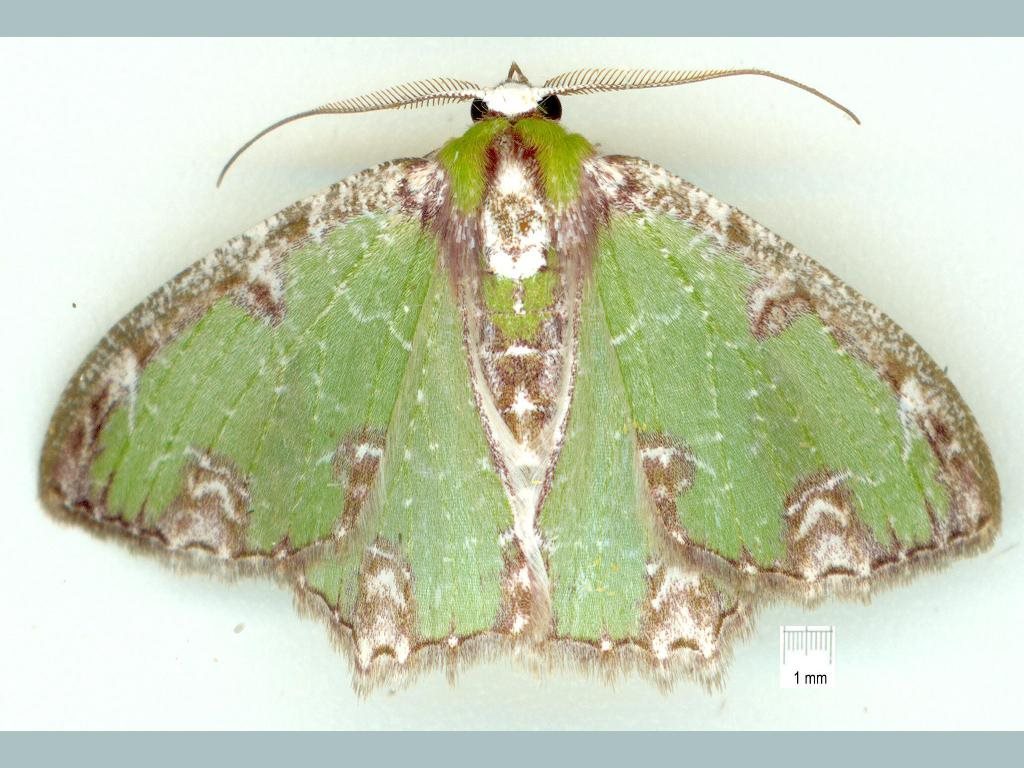 Eucyclodes erymnodes