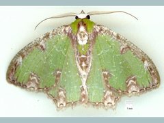 Eucyclodes erymnodes