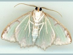 Eucyclodes erymnodes