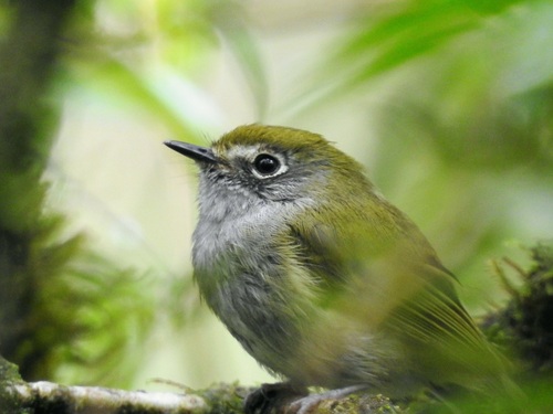 Serra do Mar Bristle Tyrant (Pogonotriccus difficilis), photo 2