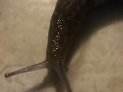 Stylommatophora