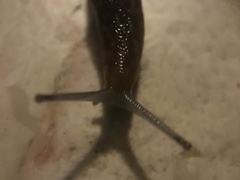 Stylommatophora