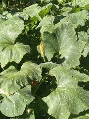Cucurbita moschata