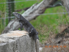 Ctenosaura acanthura