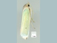 Acraephnes litodes