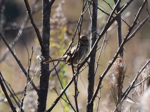 Song Sparrow photographed in South Carolina
