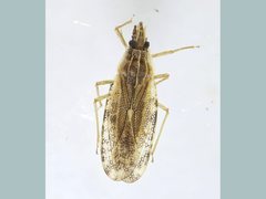 Cantacader abdivitus