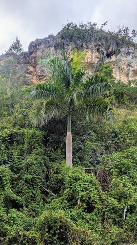 Puerto Rico royal palm (Roystonea borinquena)