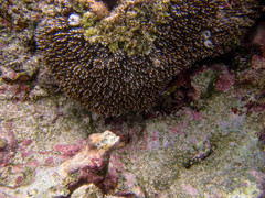 Galaxea fascicularis