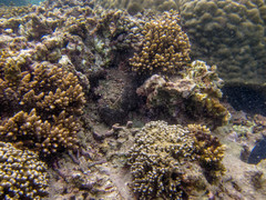 Galaxea fascicularis