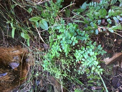 Pellaea pteroides
