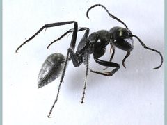 Calomyrmex