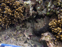 Galaxea fascicularis