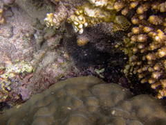 Galaxea fascicularis