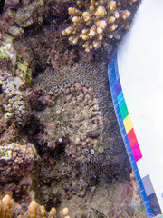 Galaxea fascicularis