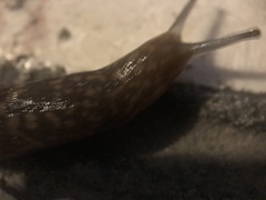 Stylommatophora