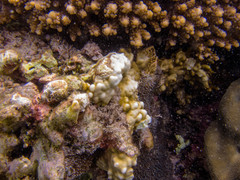 Galaxea fascicularis