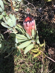 Protea burchellii × laurifolia