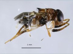 Encyrtus