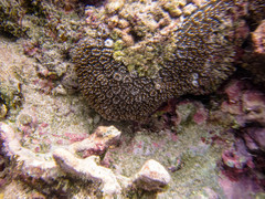 Galaxea fascicularis