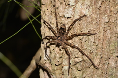 Heteropoda binnaburra