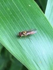 Episyrphus balteatus