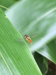 Episyrphus balteatus