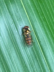 Episyrphus balteatus