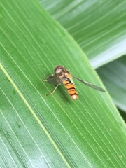 Episyrphus balteatus