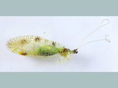 Glenochrysa franzeni