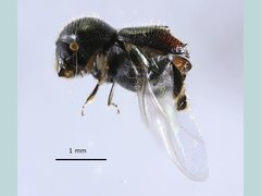 Eccoptopterus spinosus