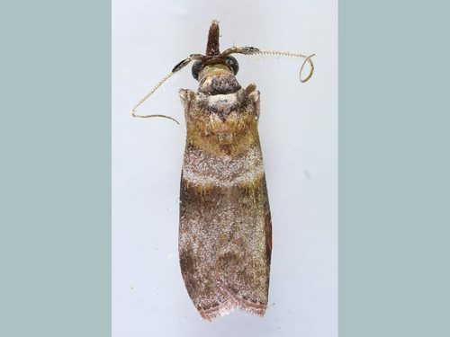 Calguia defiguralis Walker, 1863