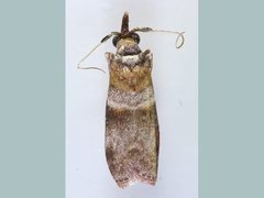 Calguia defiguralis
