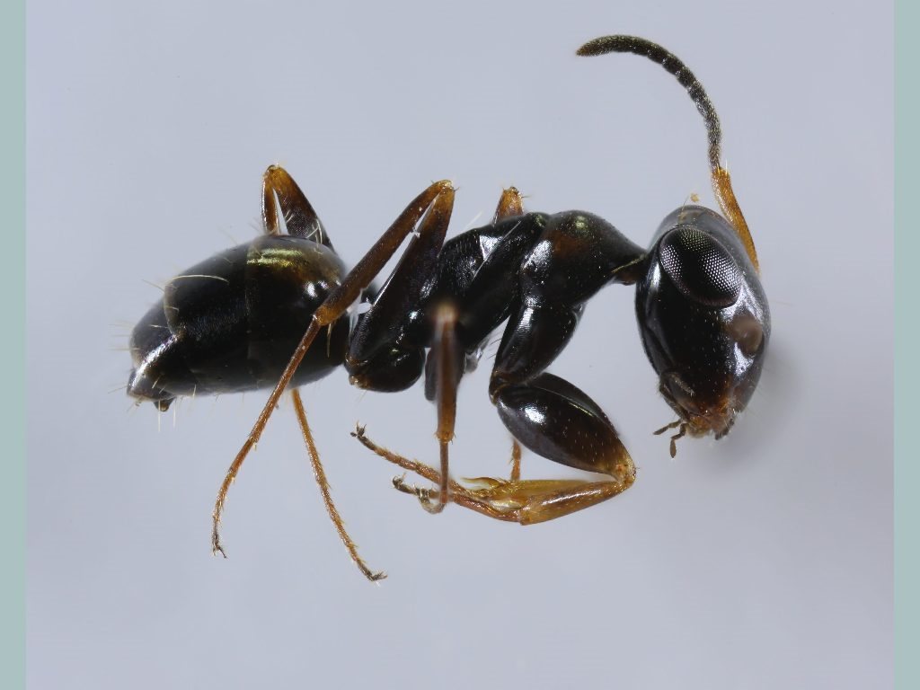Opisthopsis respiciens moesta