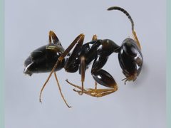 Opisthopsis