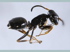 Opisthopsis