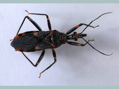 Havinthus rufovarius