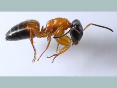 Opisthopsis rufithorax