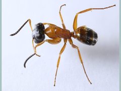 Opisthopsis rufithorax