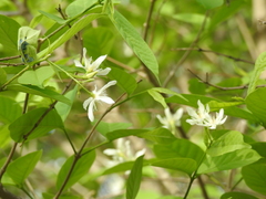 Wrightia tinctoria