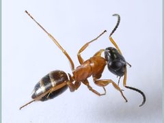 Opisthopsis rufithorax