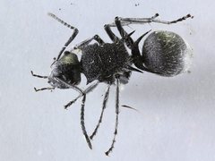 Polyrhachis senilis