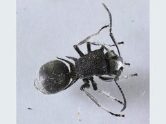 Polyrhachis senilis