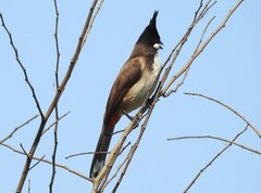Pycnonotus jocosus